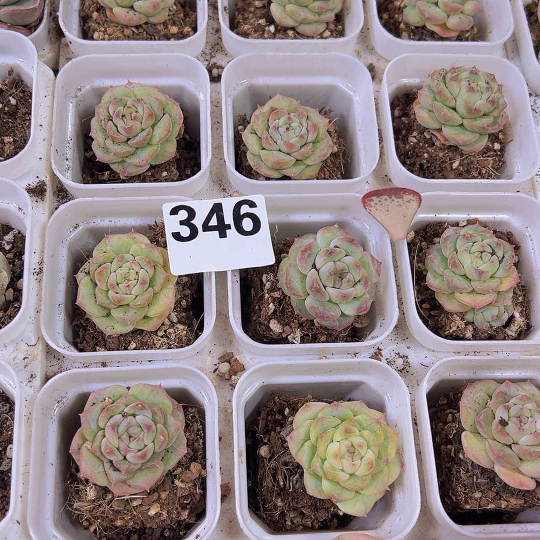 346样品七仙女19包邮