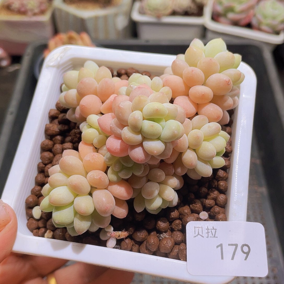 179 精品多肉一物一拍