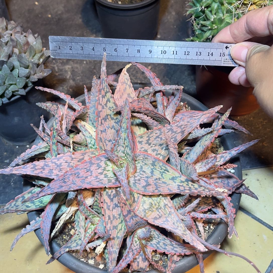 圣诞芦荟大群一物一拍