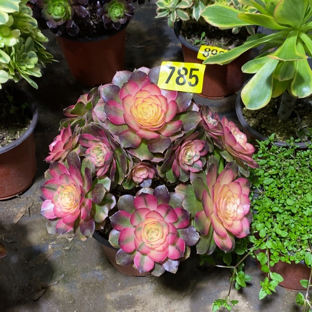 荔枝多肉法师785