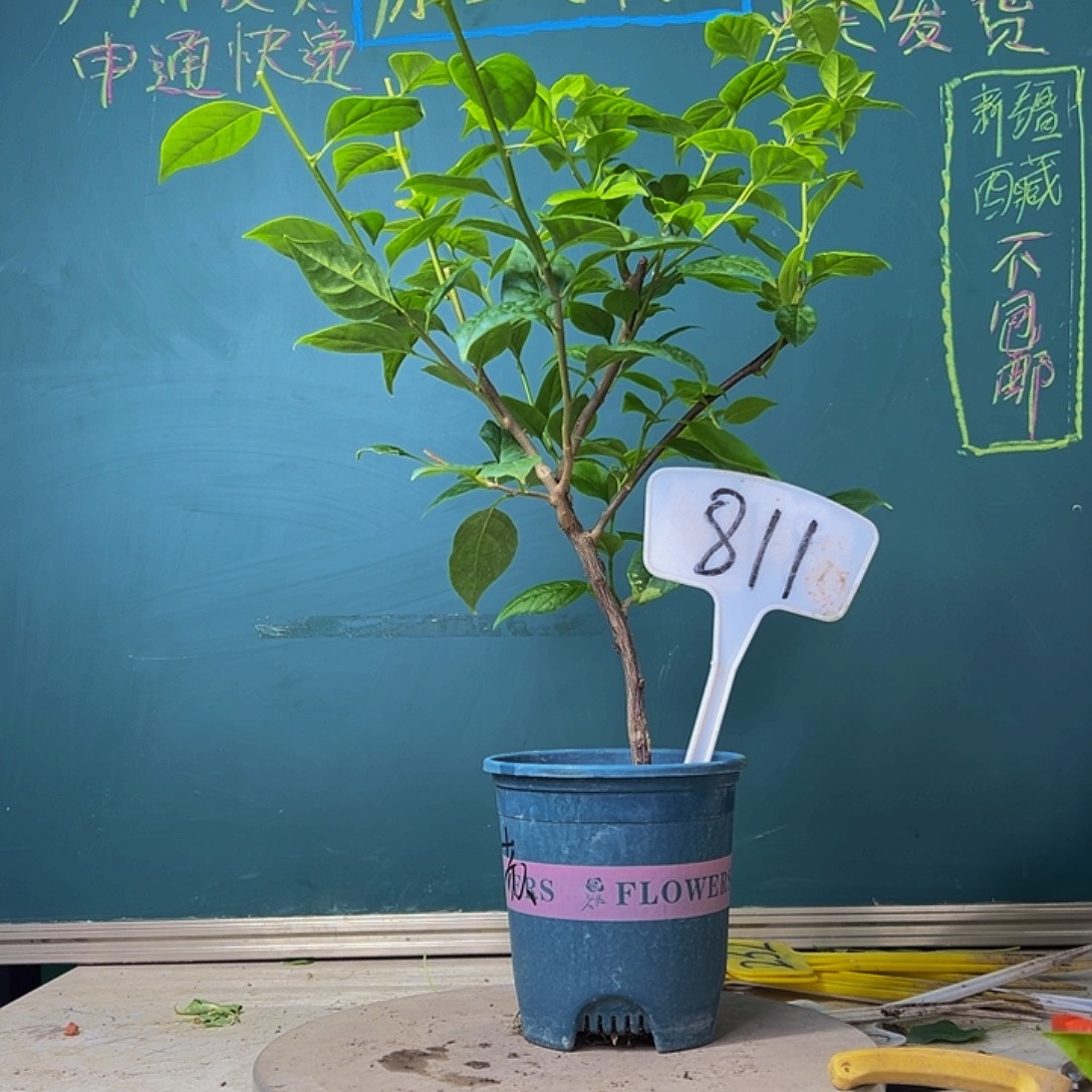当前无花栽培后可以开花苏瓦娜有瑕疵 811