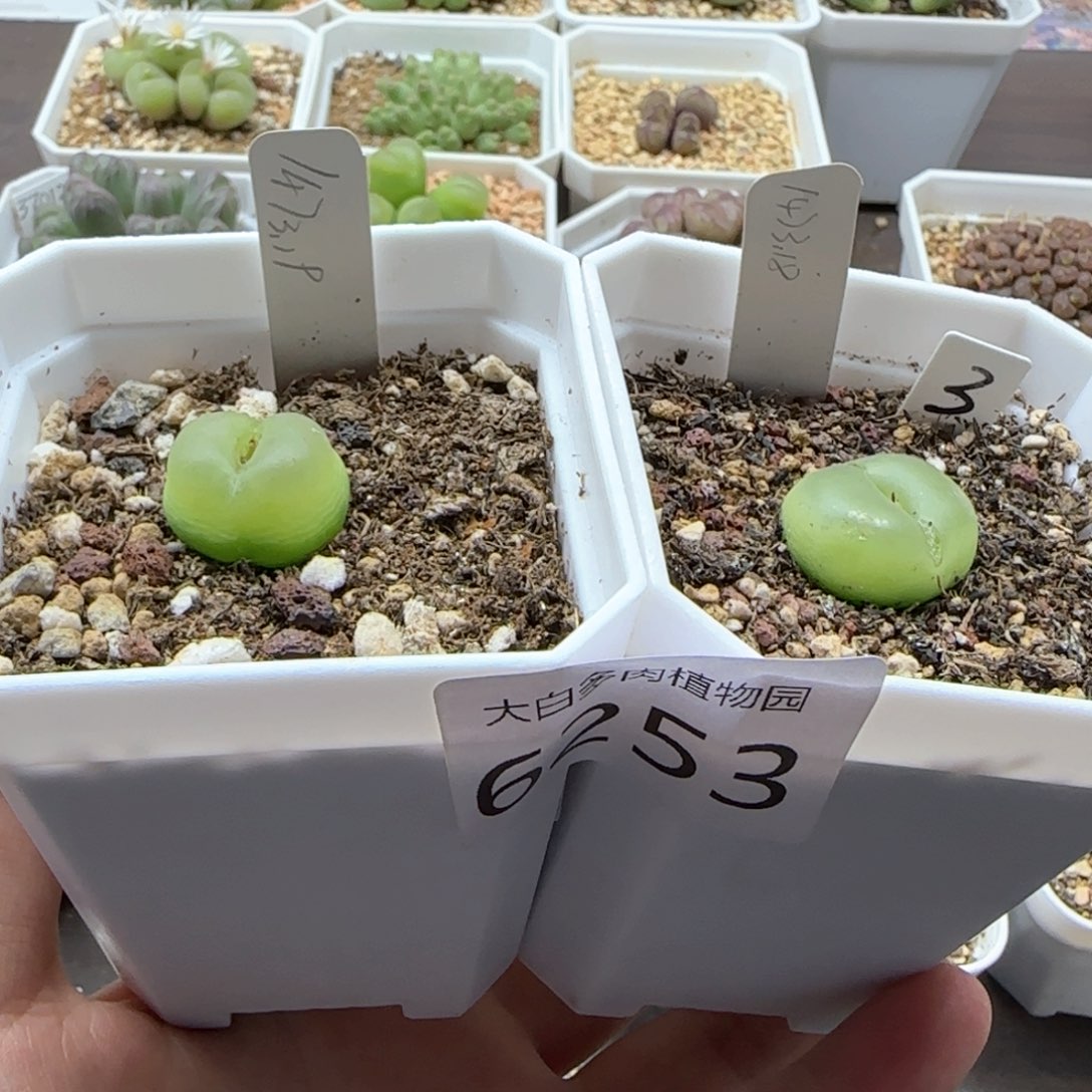 糖***T6253 大白多肉植物园