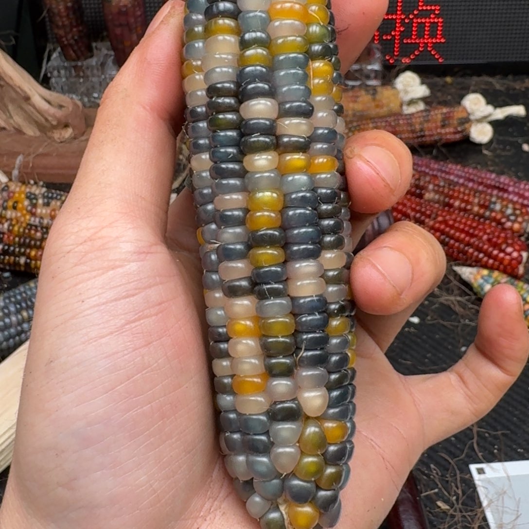 柏香籽/百香籽吊坠米*