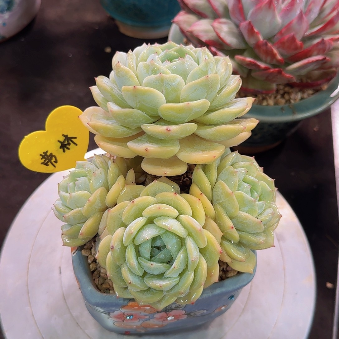 劳林多肉一物一拍