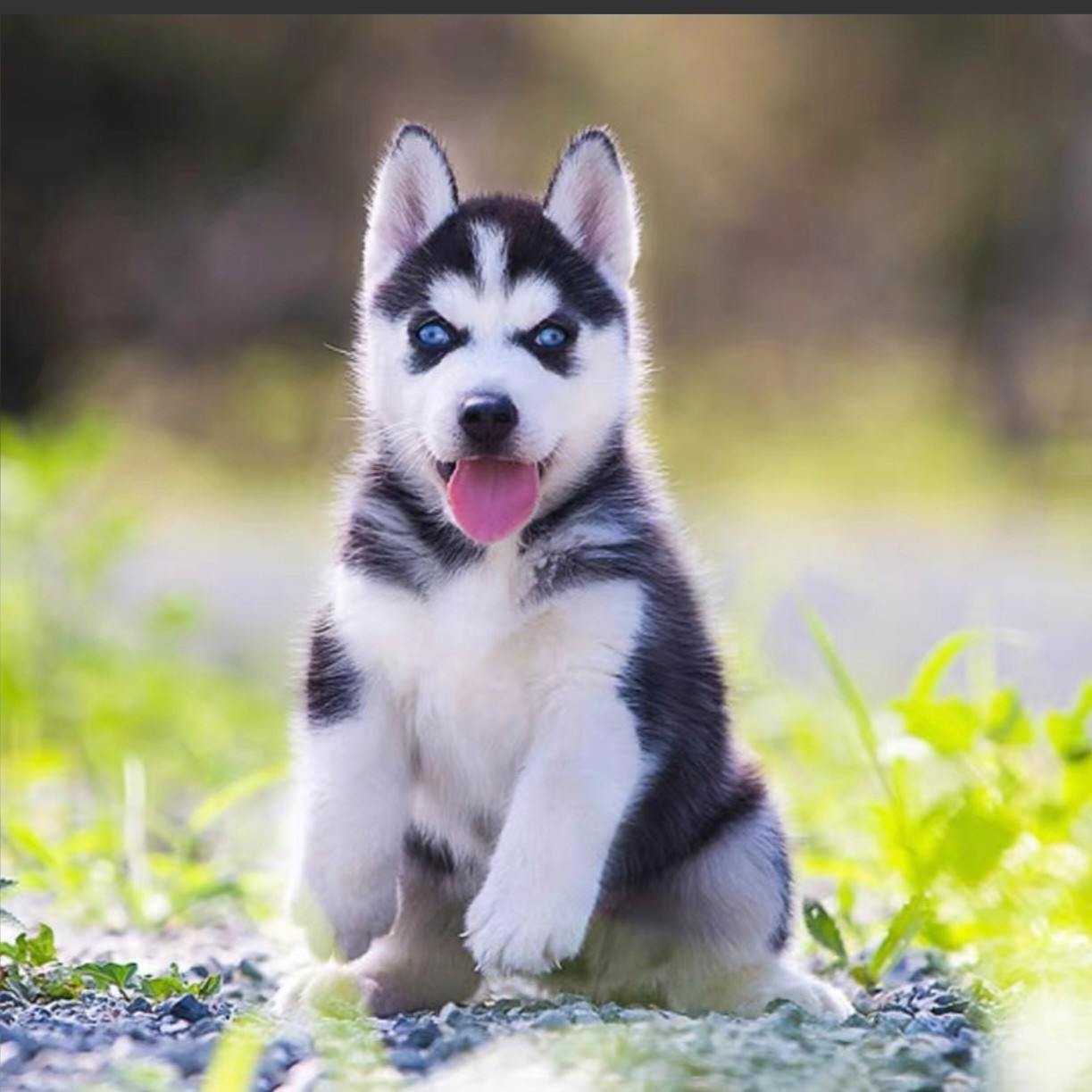 贵州得宠哈士奇幼犬