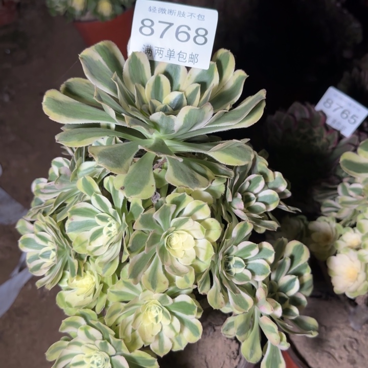 8768保时捷多肉植物