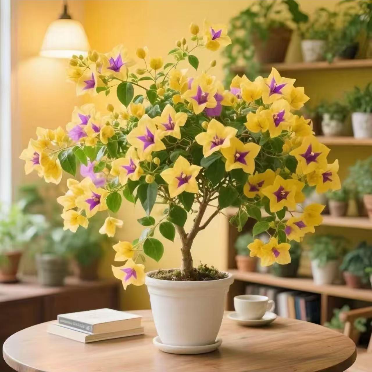 【新品】三角梅树苗老桩盆栽四季开花耐寒耐旱好养易活花卉绿植庭院