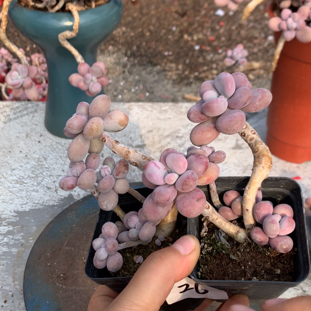 桃蛋老桩不带盆26号