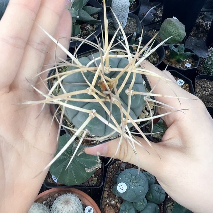 仙人球一物一拍实生
