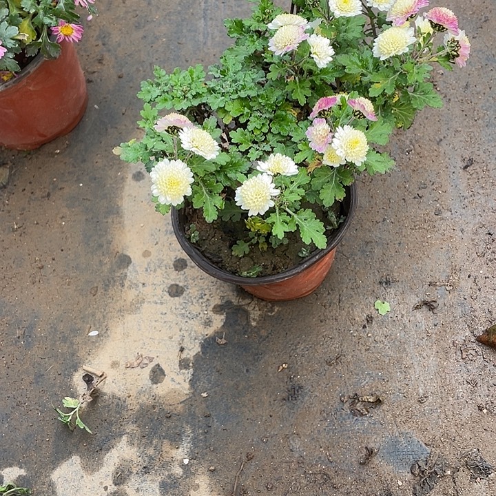 走***丘38菊花菊花菊花菊花菊花