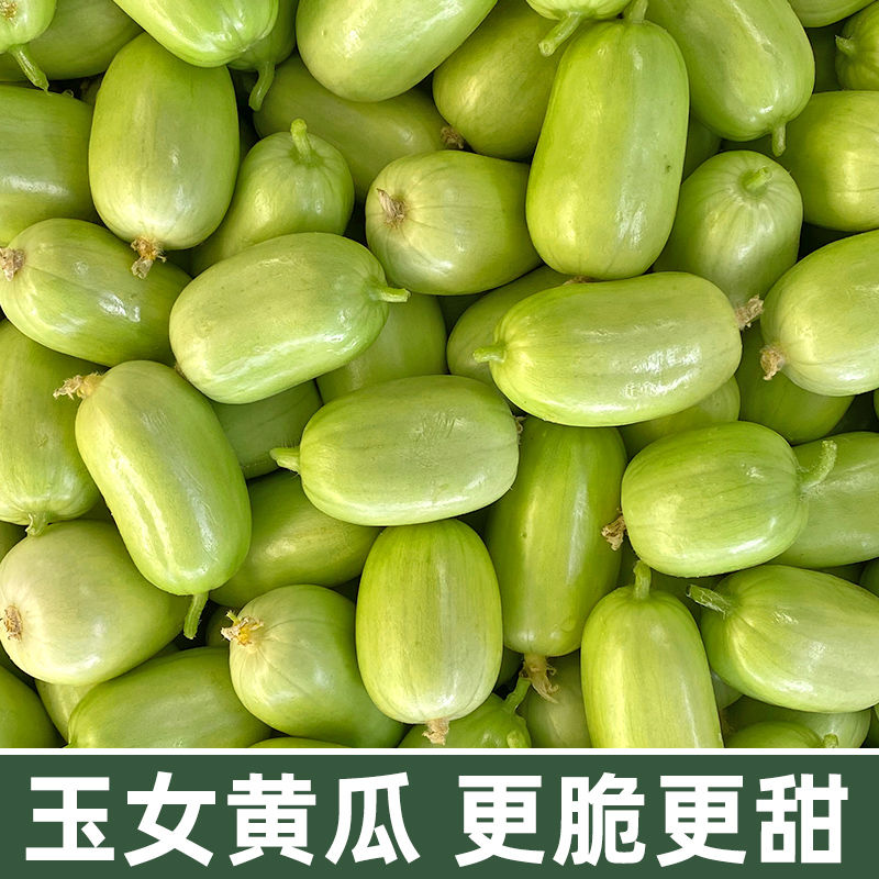 【迷你玉女黄瓜种子】水果黄瓜苗玉女小黄瓜种子阳台盆栽庭院种植
