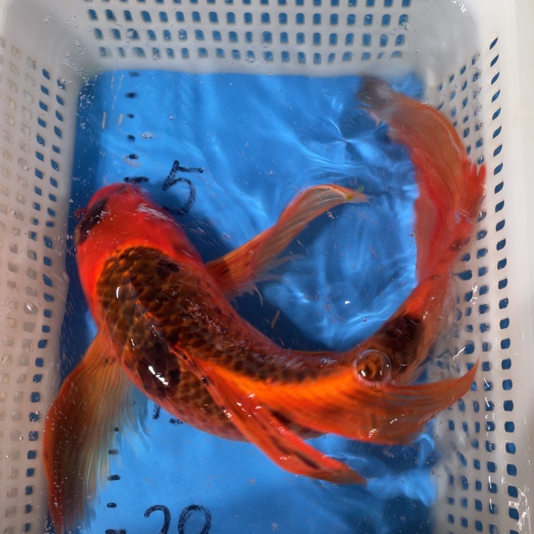 锦鲤锦鲤包邮包售后