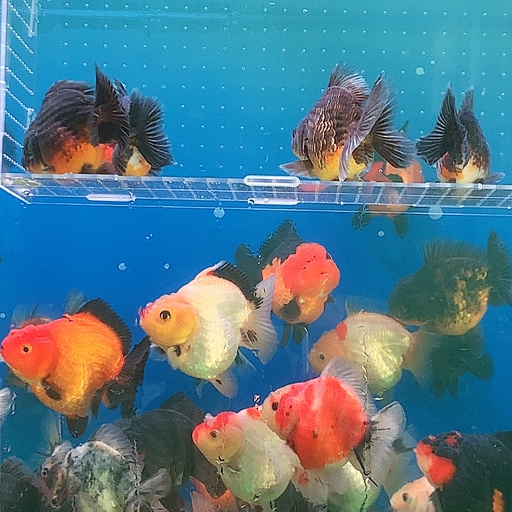 金鱼开箱视频包损
