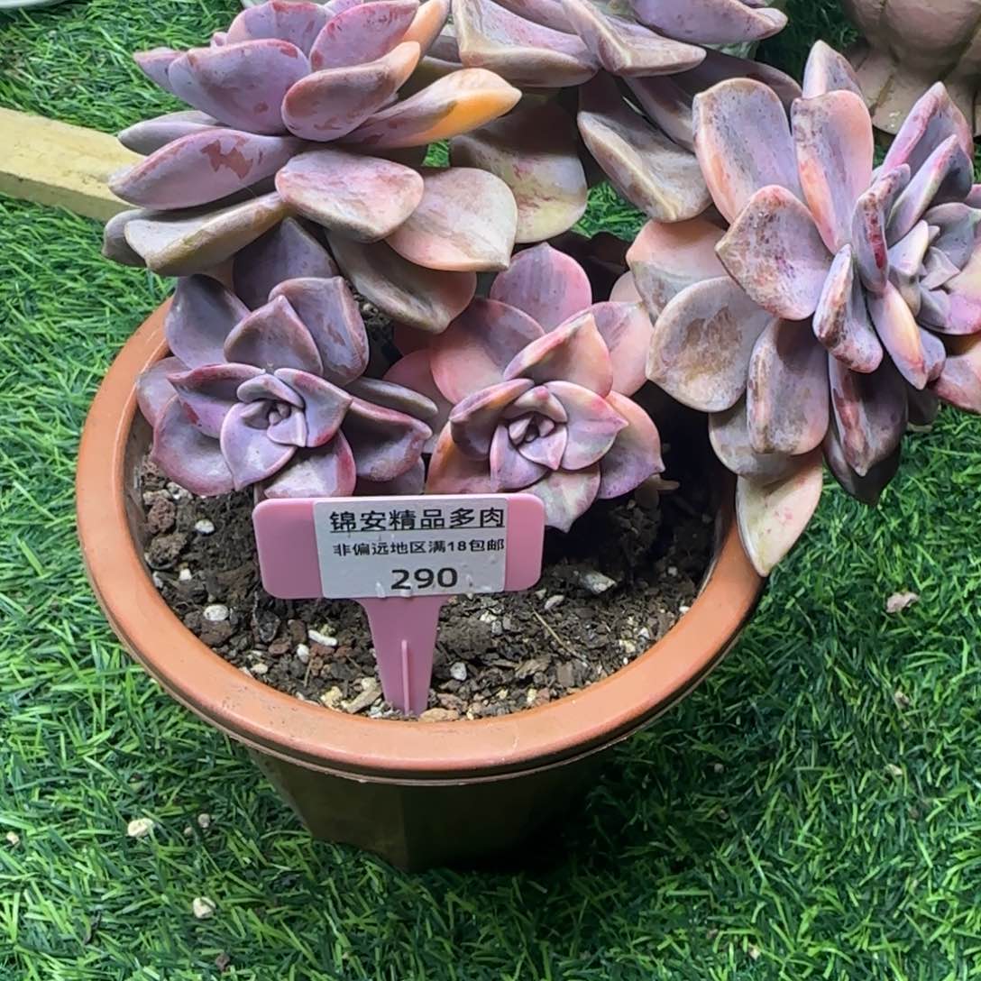 锦安精品多肉植物290