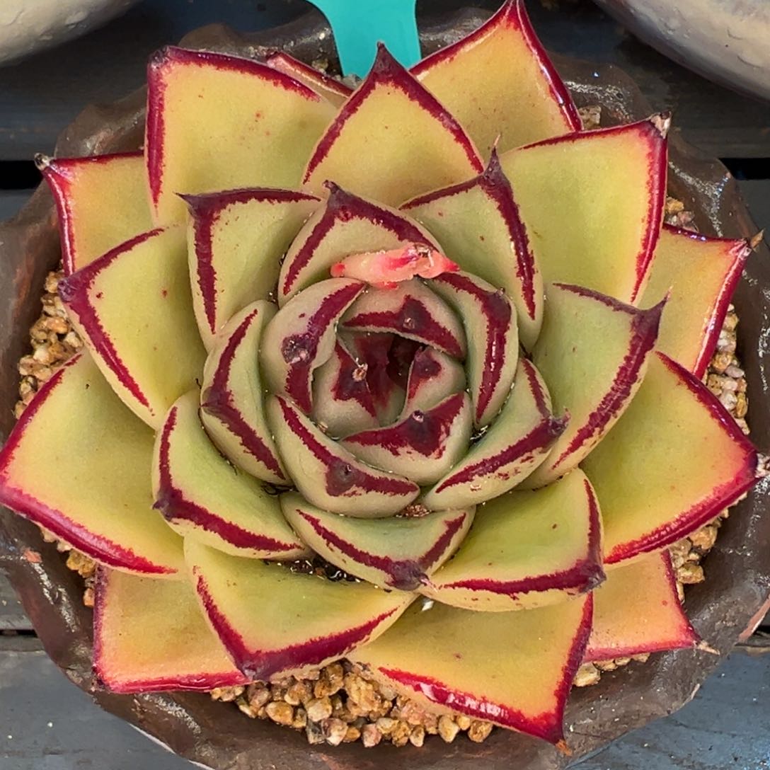 从前慢多肉精选编号0217.371