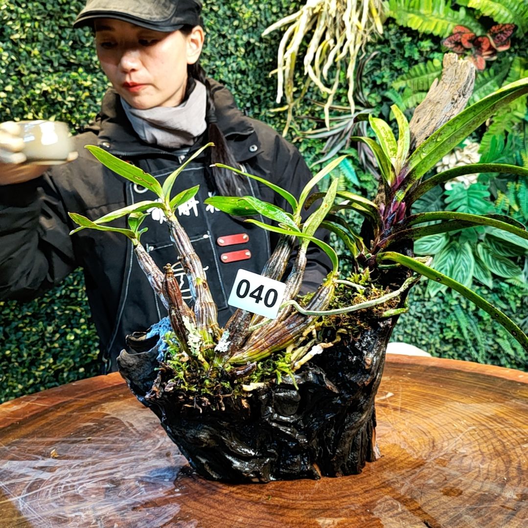 【闪购商品】040翅梗红风兰花卉