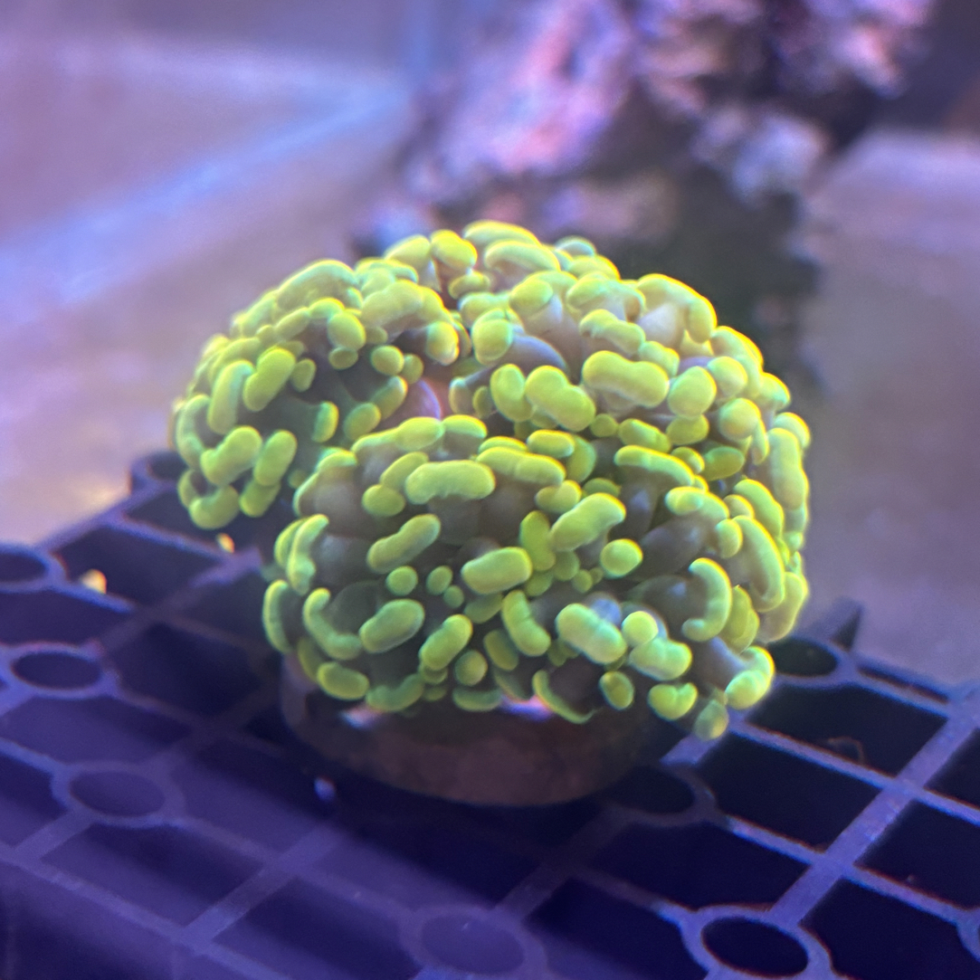 【天萱海洋】天花板金榔头 金豆豆双色榔头 海水LPS珊瑚 玫瑰金榔头