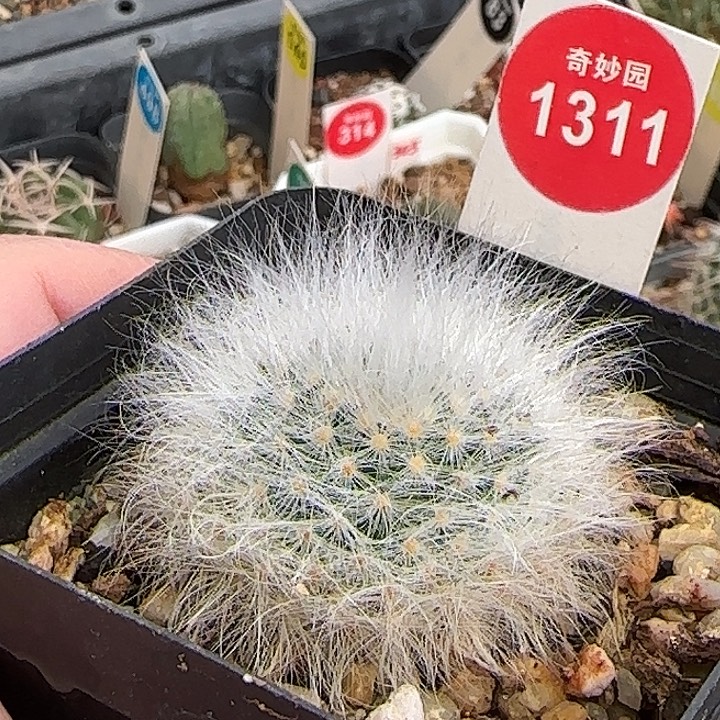 实生无刺丽光殿一棵树上