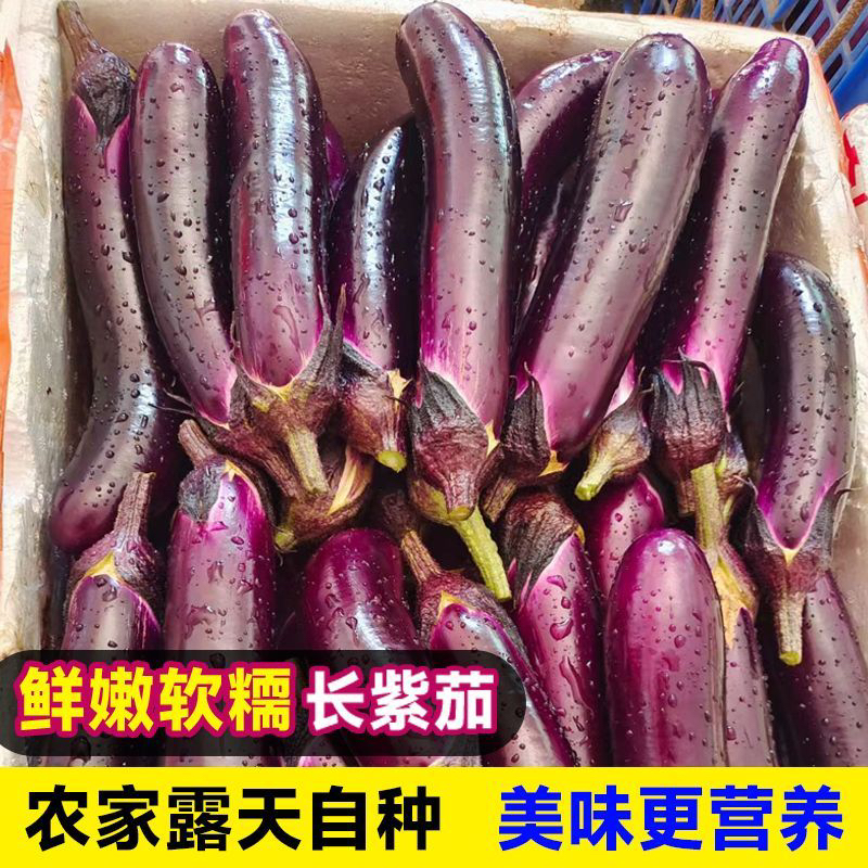 老品种紫茄子新鲜现摘皮薄肉嫩湖南本地时令蔬菜