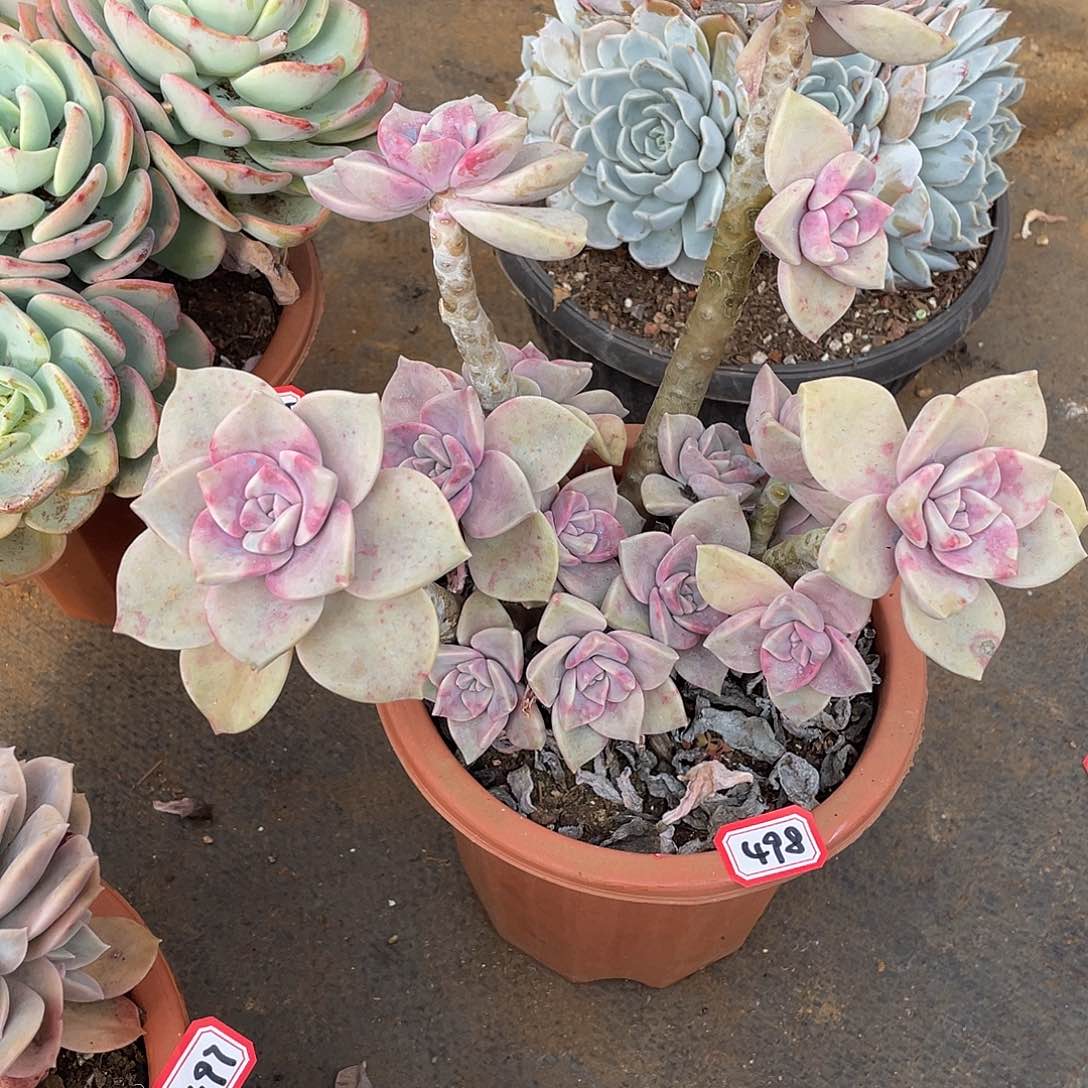 498紫乐 一物一拍多肉