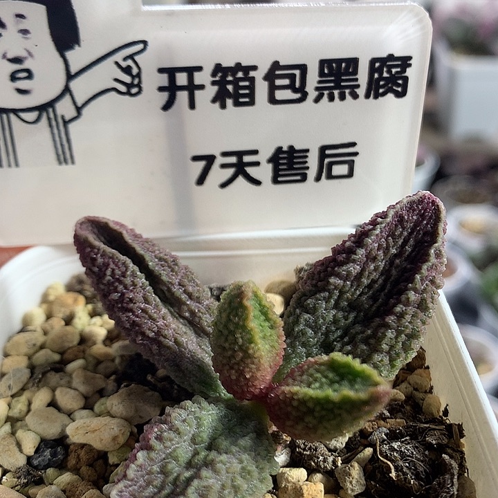 胖五–专拍专拍专拍
