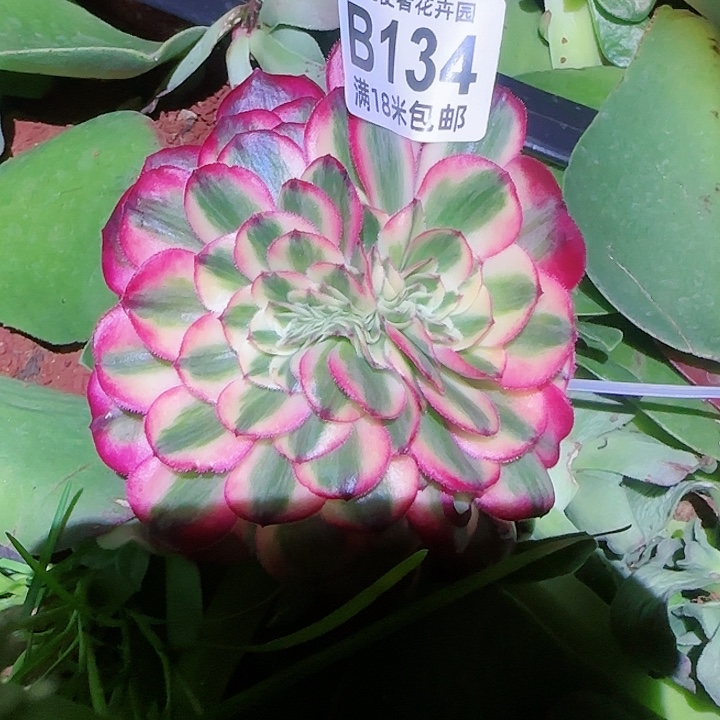 多肉法师荔枝缀化