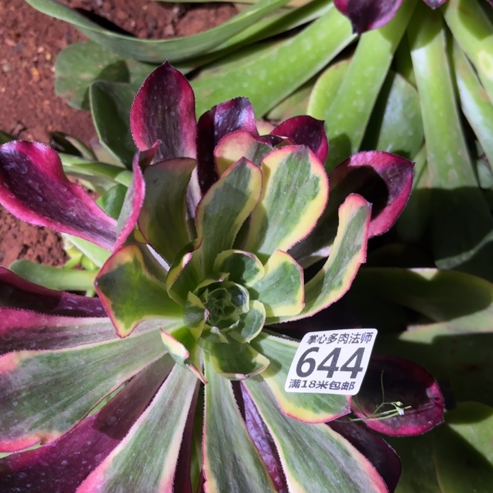 644魅影掌心多肉法师锦不包侧枝断枝