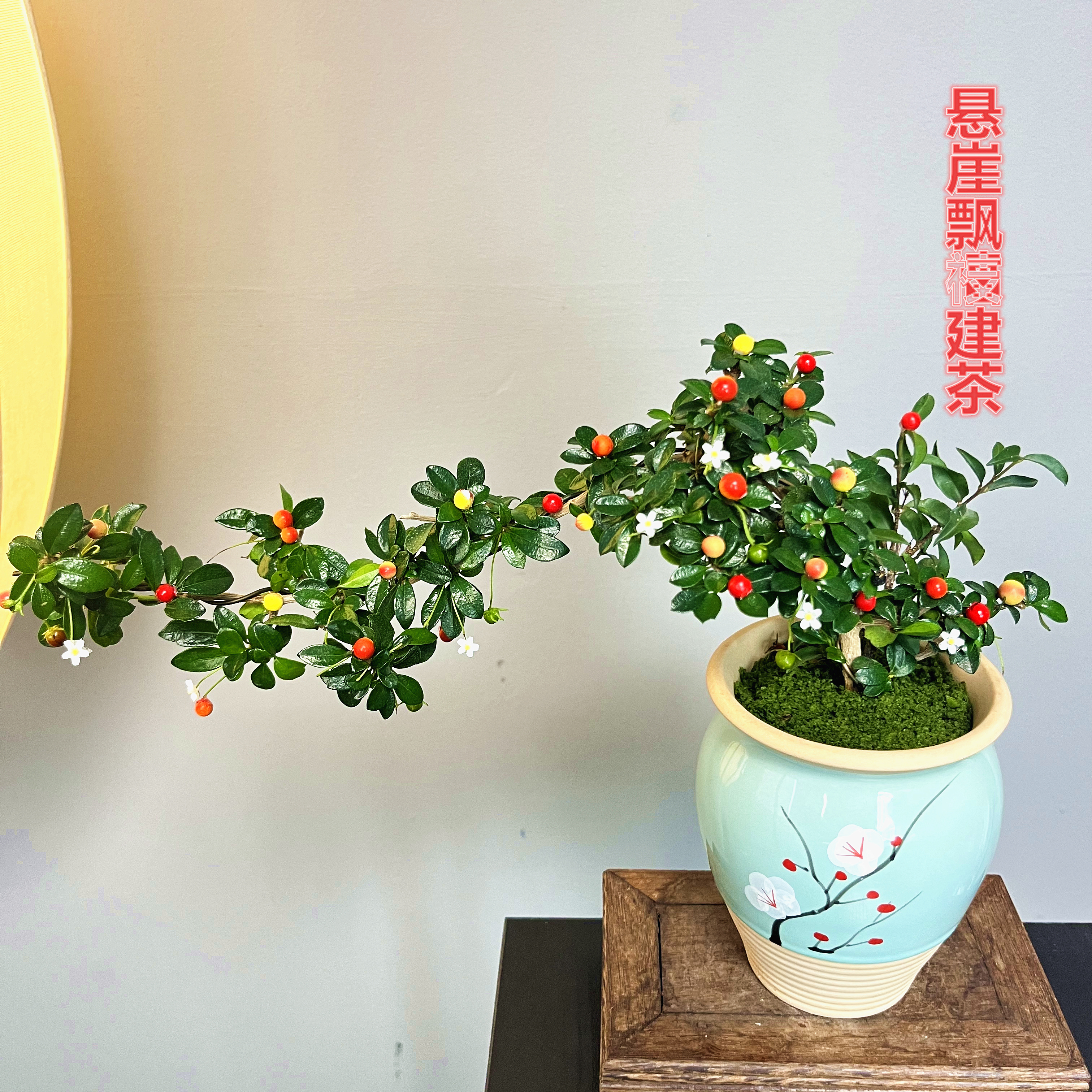 Y飘枝福建茶【带果】中式蓝梅瓷栽好室内茶桌办公桌面精品绿植好养