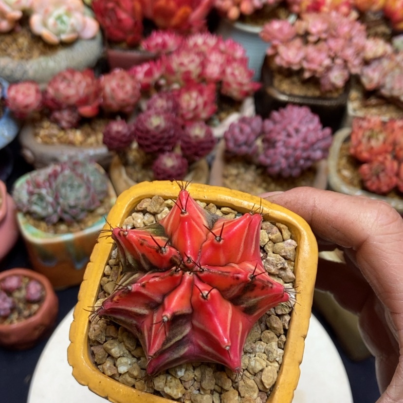 【闪购商品】仙人球锦