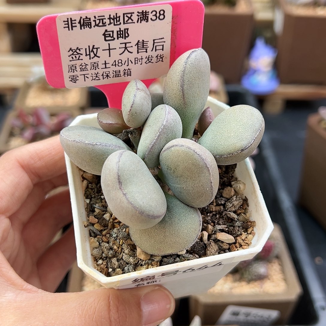 644球球紫蛋多肉