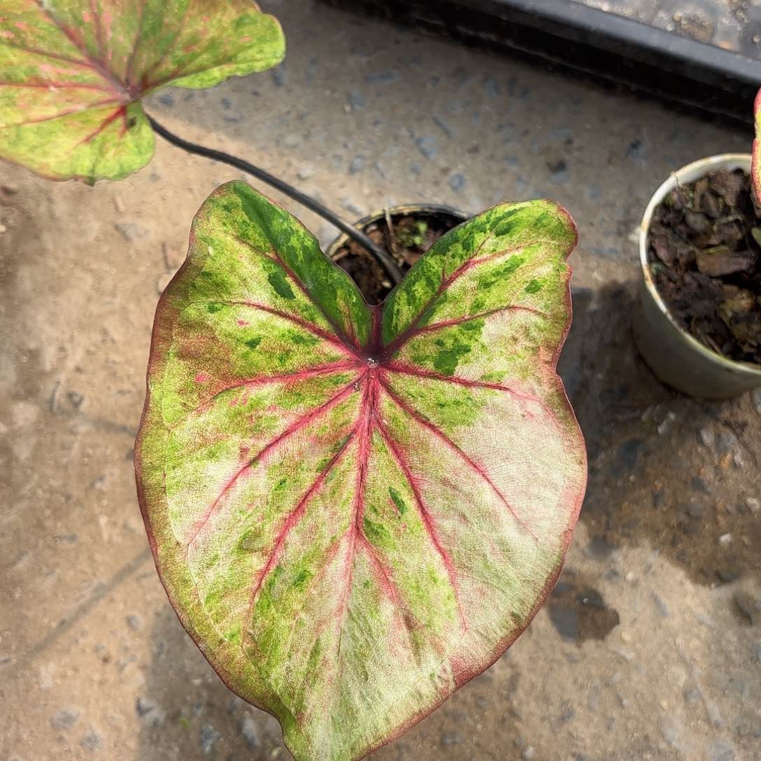 泰国彩叶芋900-0124