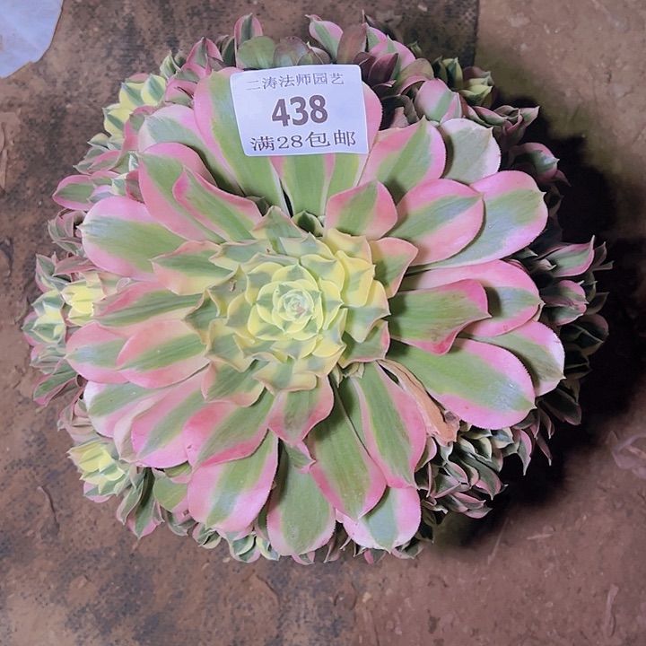 438白凤多肉植物老桩