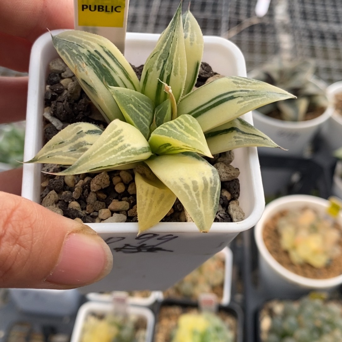 360号实生寿锦多肉植物