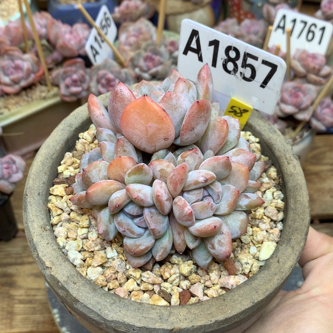 A1857星影9头 小脸 9.5cm