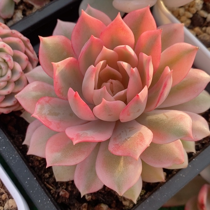 粉蝶锦多肉锦景天