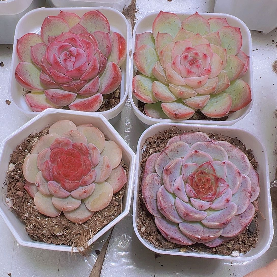 302玉琴组合4盆19包邮