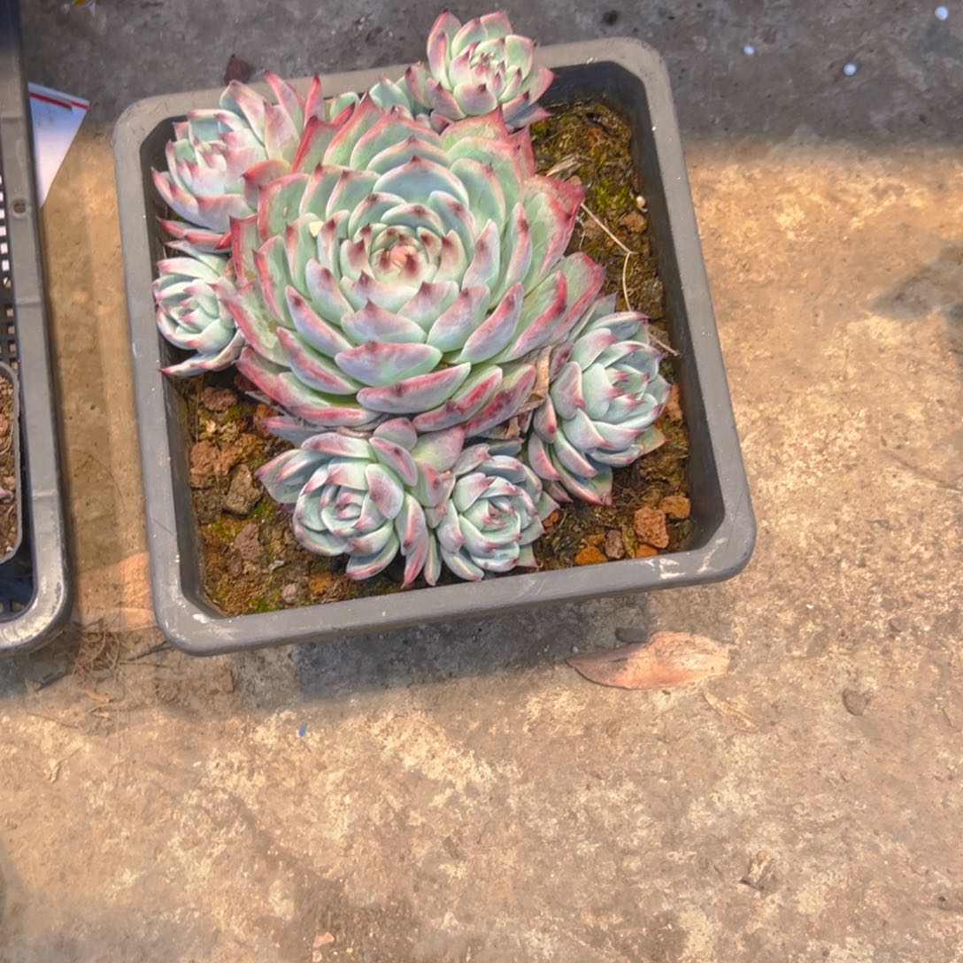 ღ***࿐惊红多肉44678898888