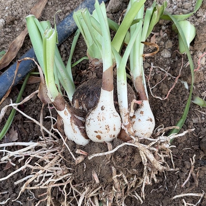 小*头籽播展示开花不售后