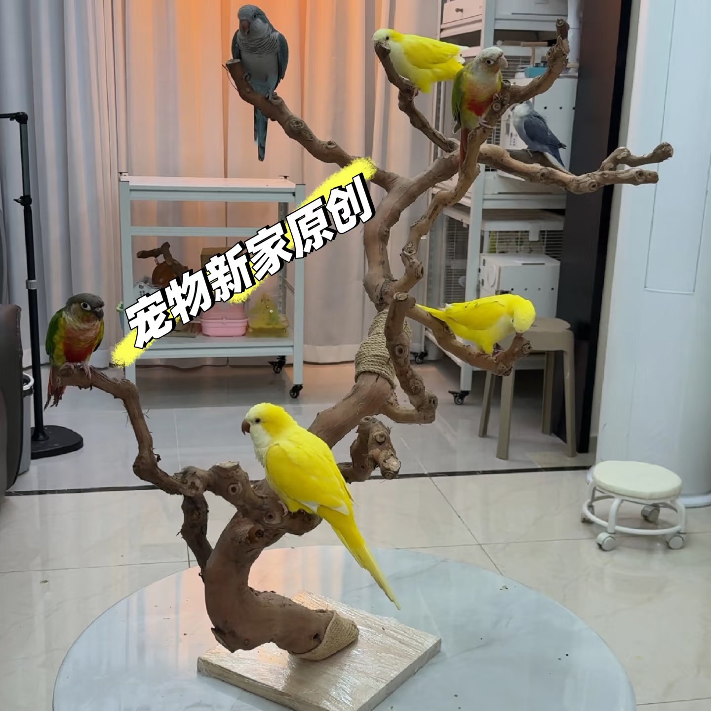 鹦鹉葡萄木站杆玄凤鸟站杠磨爪棒磨嘴磨牙棒站棍站台鸟具树杈架