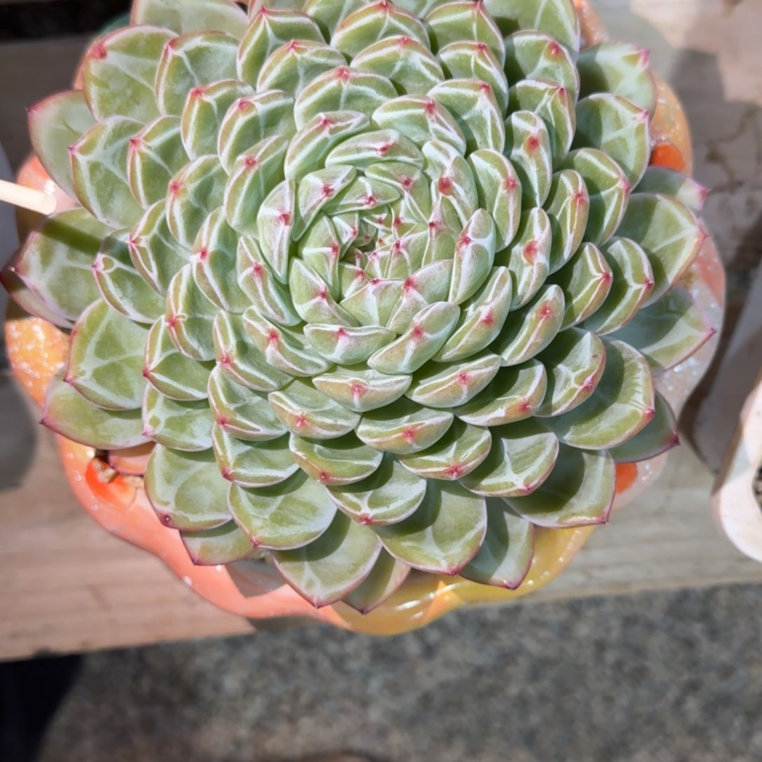 雪花珍妮多肉植物链接