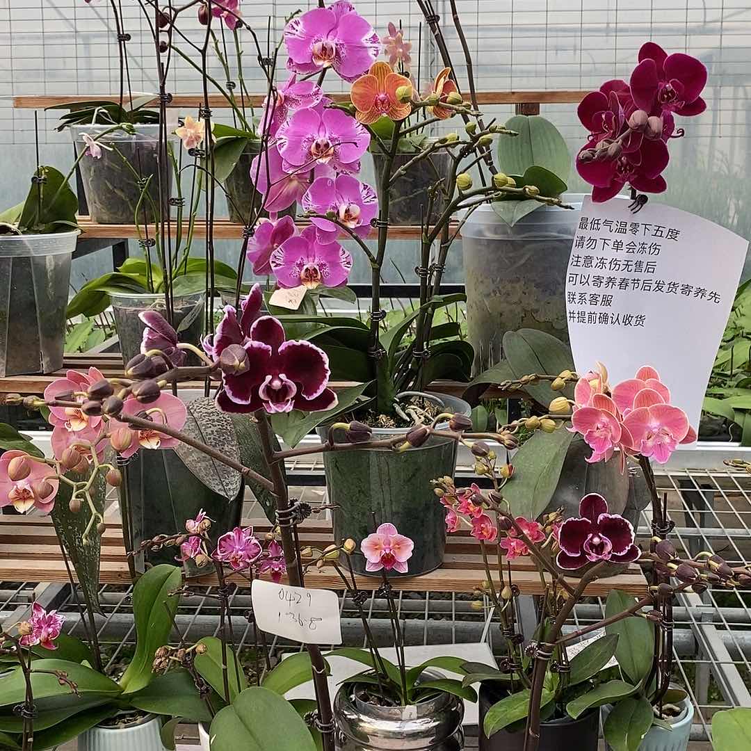 少量花朵（建议范围：2朵-5朵 或40%以下）0429拉丁舞裙