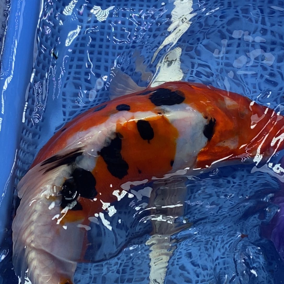 锦鲤冷水锦鲤包邮