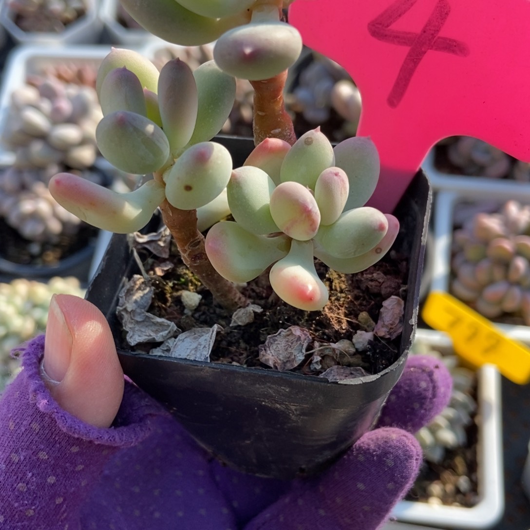 4三日月奶酪多肉植物
