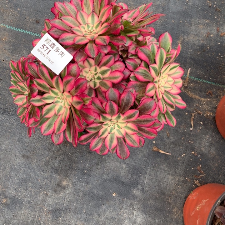 571红铜多肉植物特价