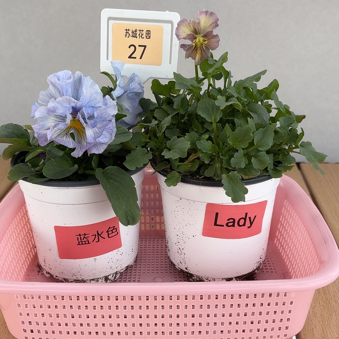 大部分开放少量花苞27