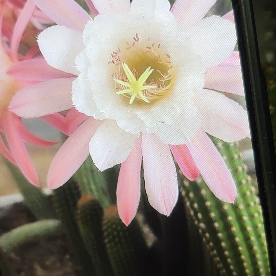 菲德尔金妞侧牙20包邮仙人球8