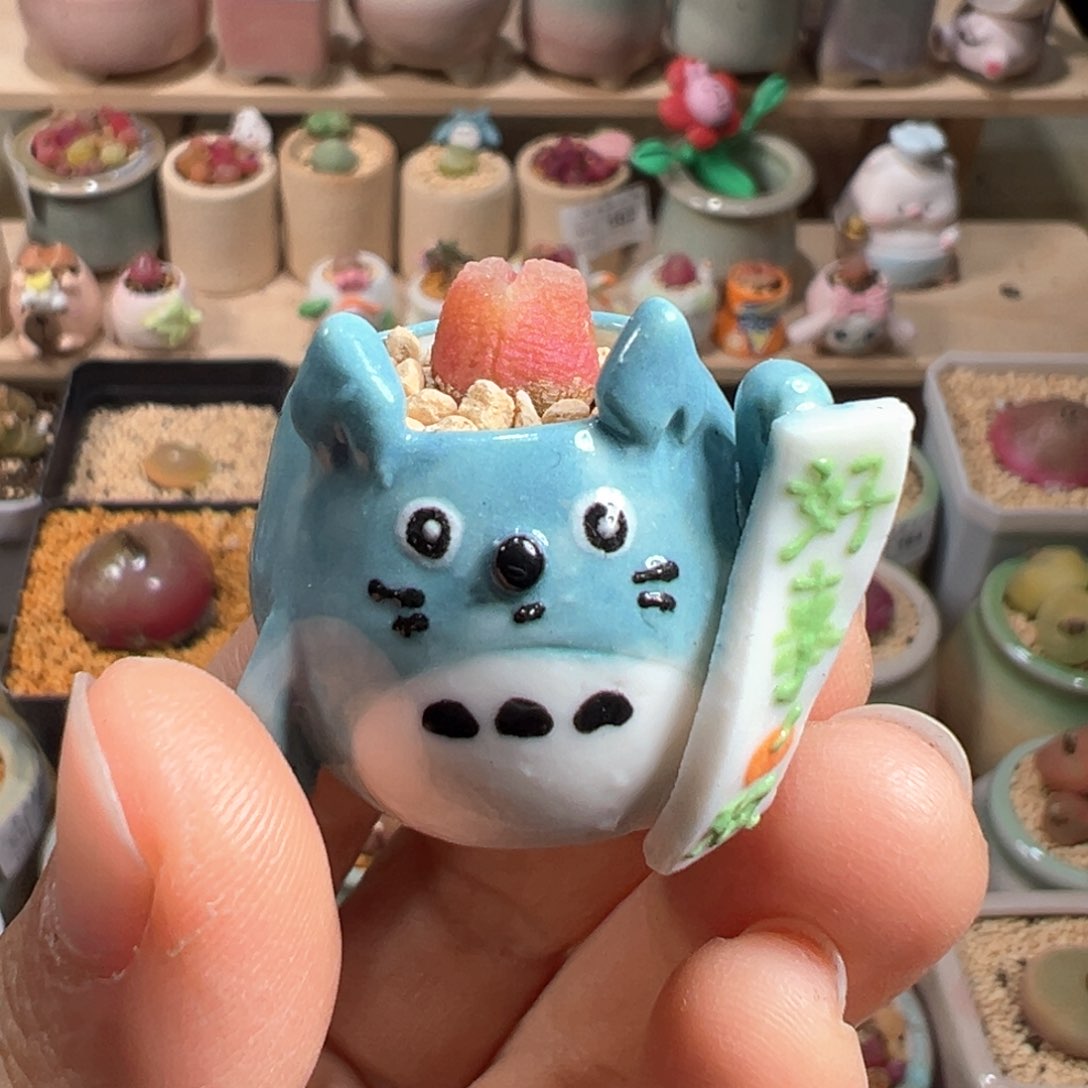 多肉植物168号拇指盆