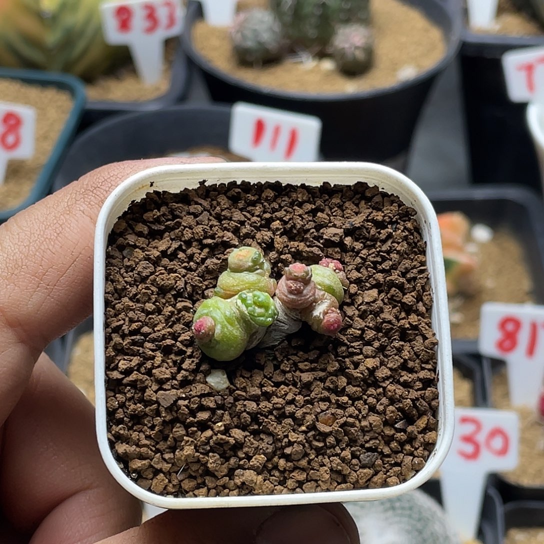 高沙一点红 带盆土包邮