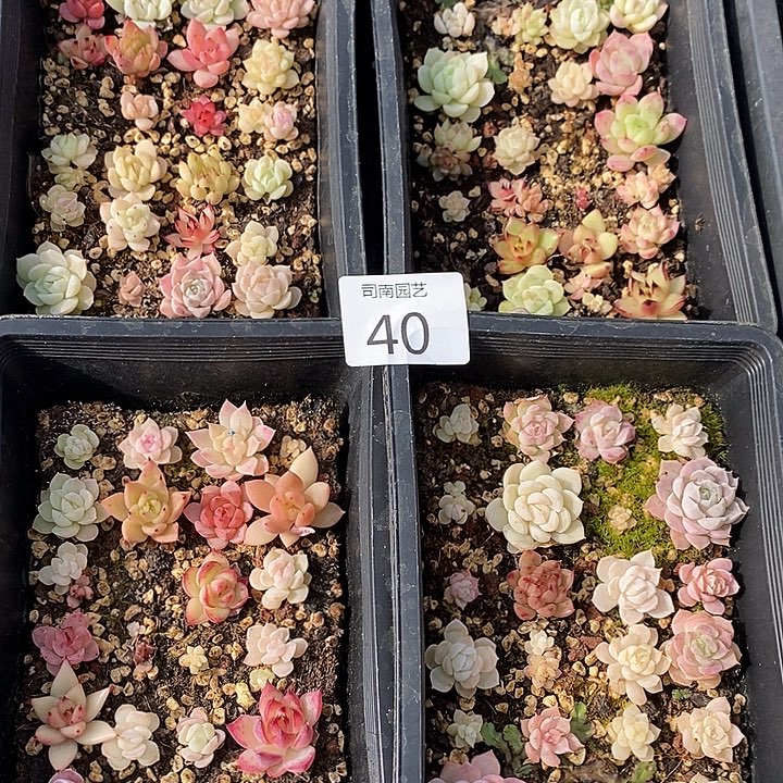 40 多肉植物盆栽花卉