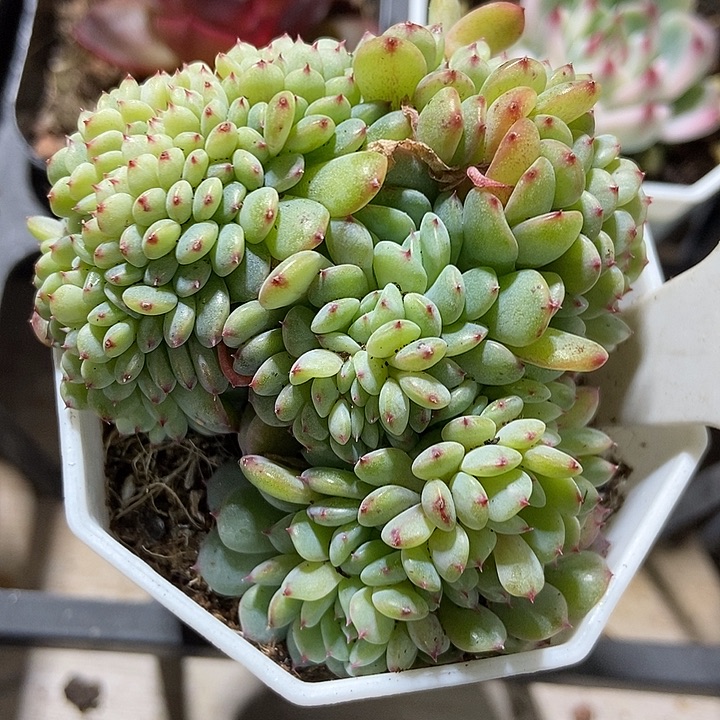 多肉植物缀化白胖子905多肉